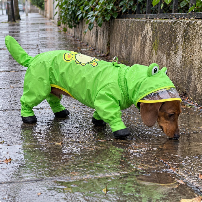 Dachshund in the Frog Raincoat on a rainy sidewalk