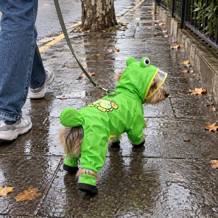 Yorkie walking in the rain in the Frog Raincoat
