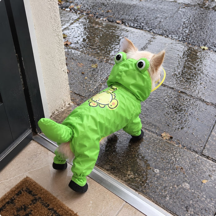 Chihuahua heading out in the rain in the Frog Raincoat