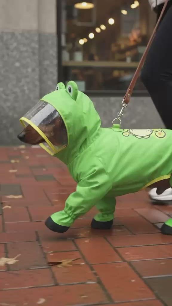 Real pup: Dachshund walking in the rain in the Frog Raincoat