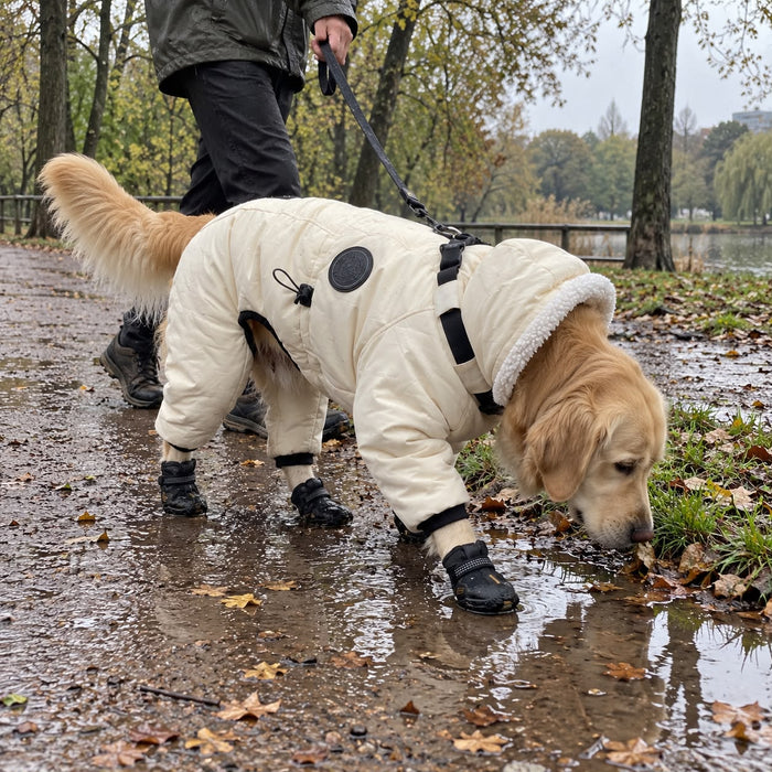 Golden Retriever in the Snow Suit on a rainy walk