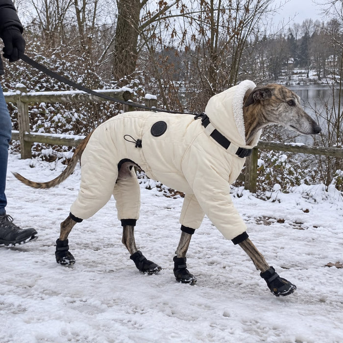 Greyhound in the Snow Suit in the snow