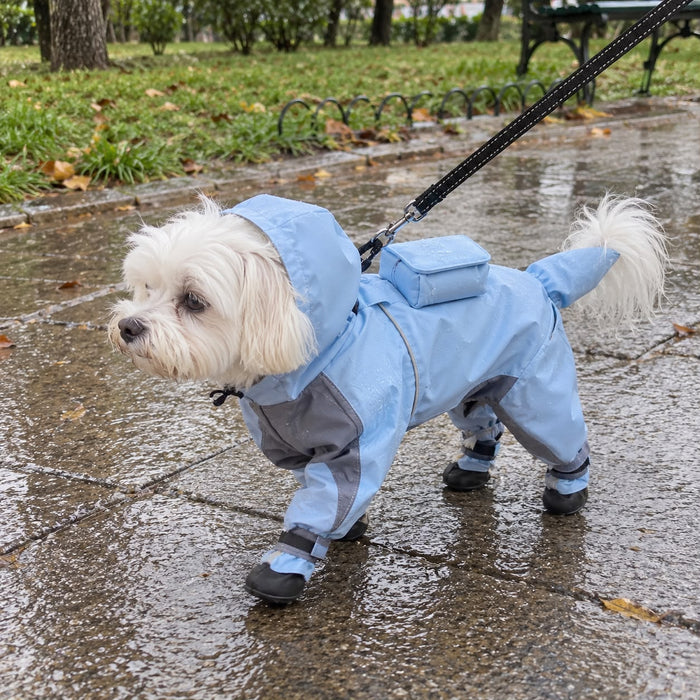 Maltese in the Blue Reflective Raincoat