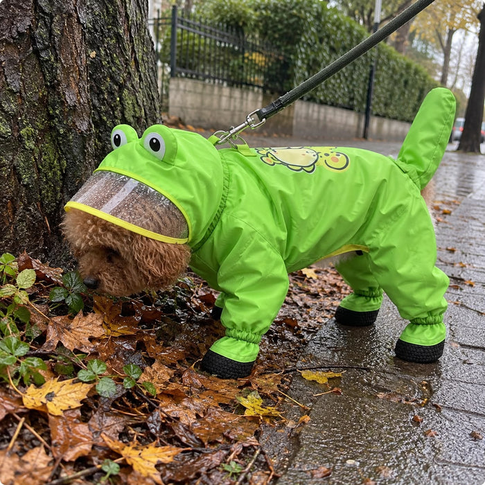 Poodle exploring in the Frog Raincoat